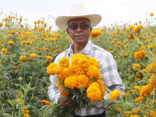 Puebla florece como principal productor de cempasúchil en México