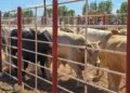 Suspenden temporalmente exportación de ganado en Sonora por sospecha de fiebre aftosa