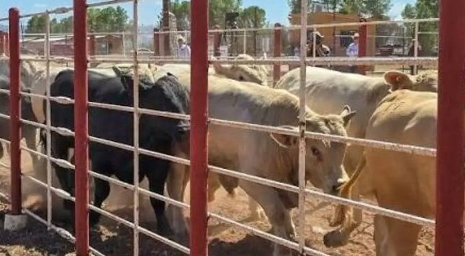 Suspenden temporalmente exportación de ganado en Sonora por sospecha de fiebre aftosa