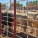 Suspenden temporalmente exportación de ganado en Sonora por sospecha de fiebre aftosa
